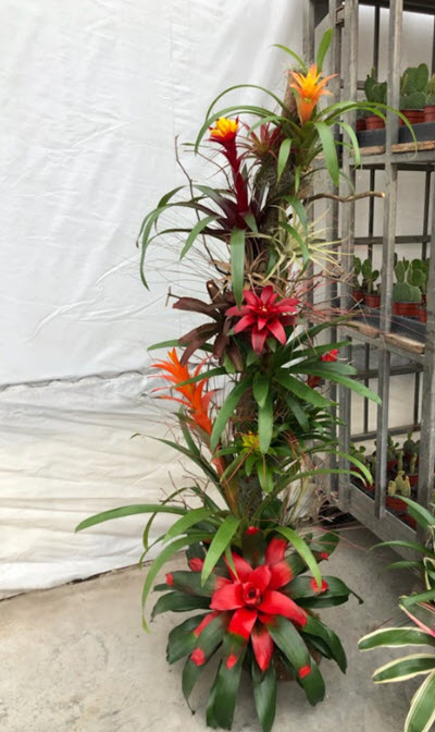 Bromeliad Tree Extra Large 5 Feet Tall